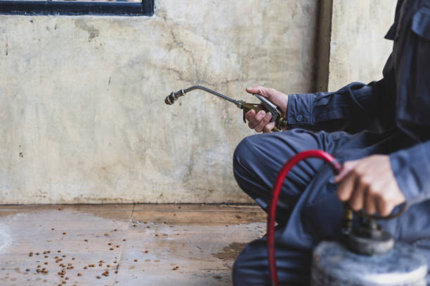 Best Wasp Removal Services  in Alliance, OH